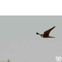 گونه لیل Eurasian Hobby